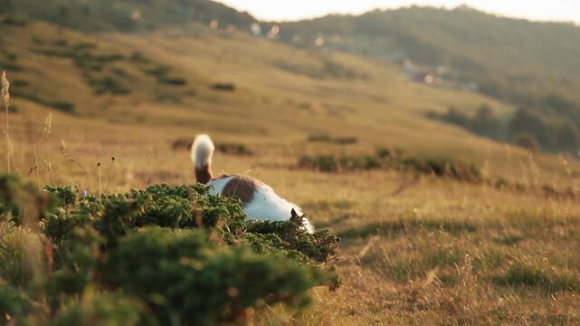 A small terrier walks through tall grass with tail up, facing away from the camera. Captured in 4K, this moment shows motion and curiosity.