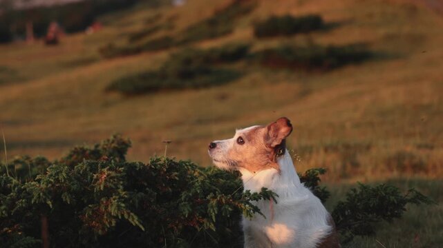 A terrier partially emerges from behind a bush in warm sunlight, with soft mountain shadows in the background. This 4K shot is playful and curious.