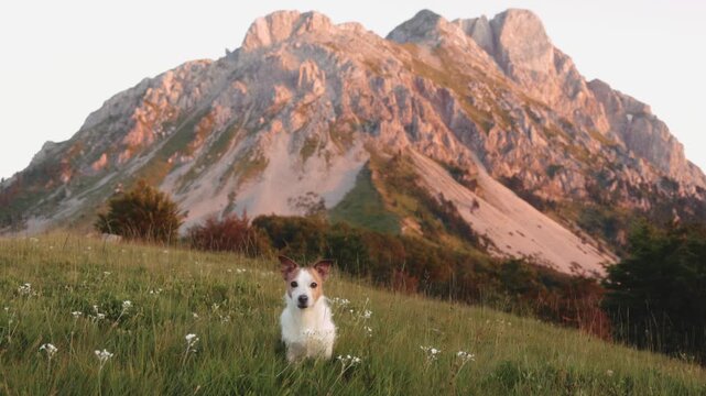 A white Jack Russell Terrier stands still in a grassy flower field with Komovi mountain glowing behind. Captured in 4K.