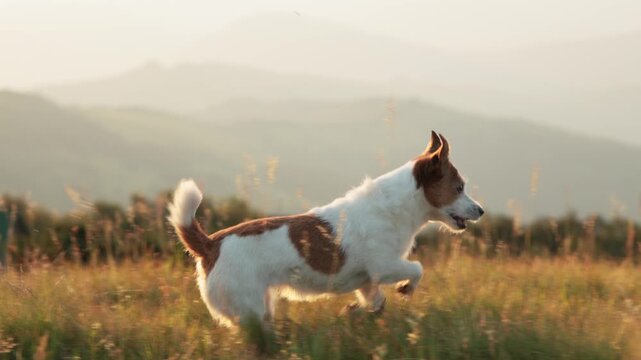 A Jack Russell Terrier sprints uphill in the soft sunset light on a mountain meadow. Captured in 4K, the frame highlights motion and joy.