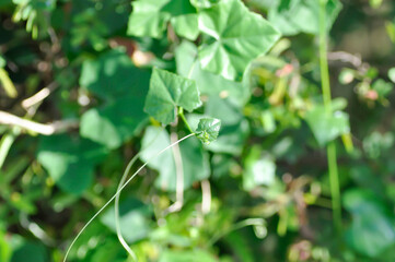 Obraz premium Ivy gourd , Coccinia grandis or CUCURBITACEAE