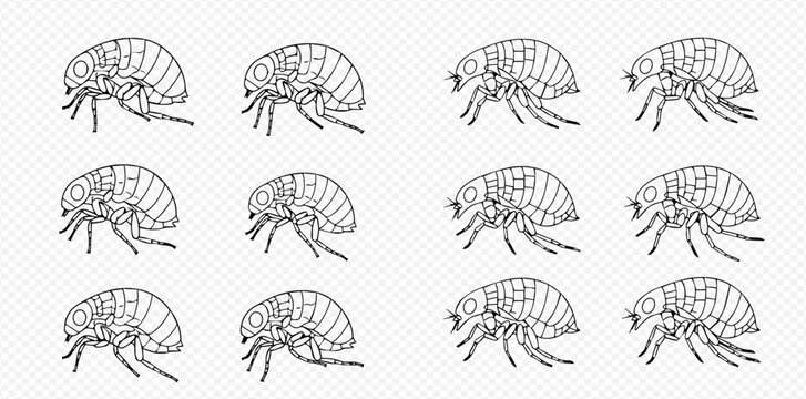 Illustration of multiple fleas in various poses, showcasing their detailed anatomy and parasitic nature.
