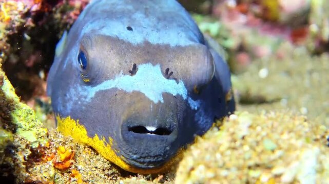 Dogface Pufferfish Resting on Coral Reef Seabed