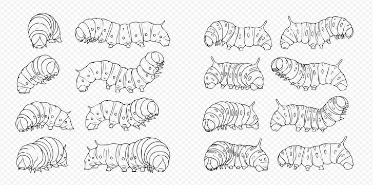 Set of hand-drawn caterpillar larvae in various poses, line art vector illustration for nature and insect themes.
