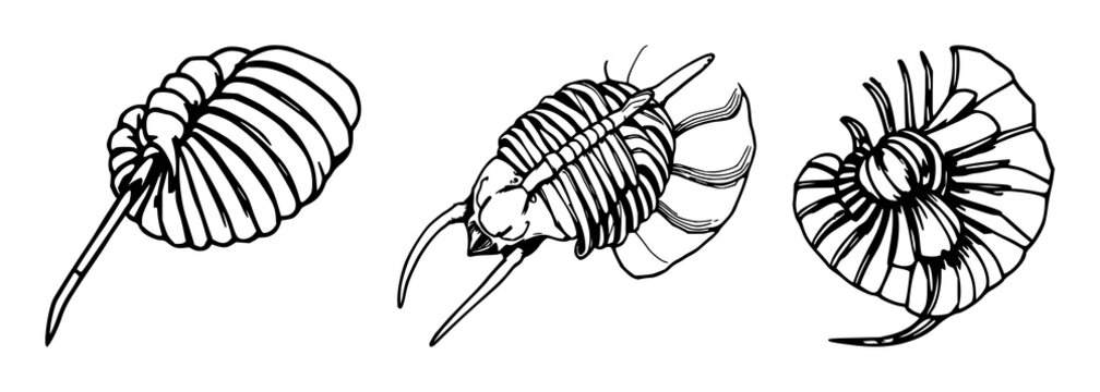 Trilobite set with hand‑drawn fossil detail and antique woodcut style featuring paleontology, scientific illustration, fossil morphology with anatomy and archaeology