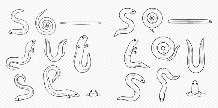 Set of hand-drawn earthworms, leeches, and other segmented worms in various poses, isolated on a transparent background.