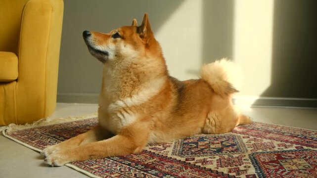 Adorable red shiba inu dog resting on a beautiful patterned rug in a cozy living room, looking around curiously while enjoying the warm sunlight streaming through the window