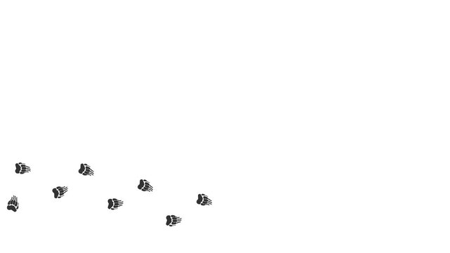 Animal paw prints. Footprints walking animal on a trajectory of movement. Badger paw prints on a white background.  4K.  Video