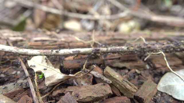 A column of Hospitalitermes termites moves through forest litter. Malacca rainforest.