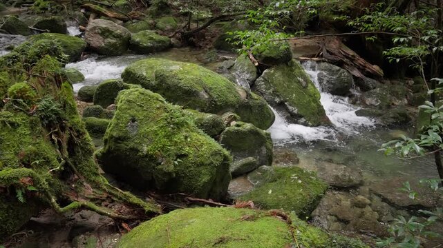 Clear stream flowing around moss covered rocks and boulders in dense forest environment in Yakushima Japan