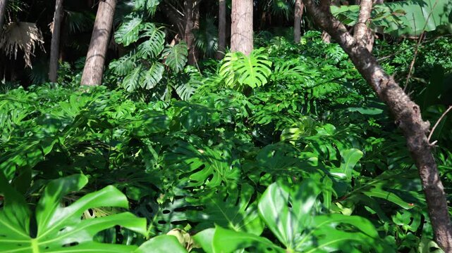 Smooth movement through dense monstera leaves and tropical vegetation in lush forest environment in Yakushima Japan