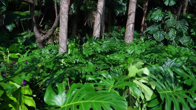 Smooth movement through dense monstera leaves and tropical vegetation in lush forest environment in Yakushima Japan