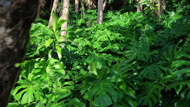 Smooth movement through dense monstera leaves and tropical vegetation in lush forest environment in Yakushima Japan