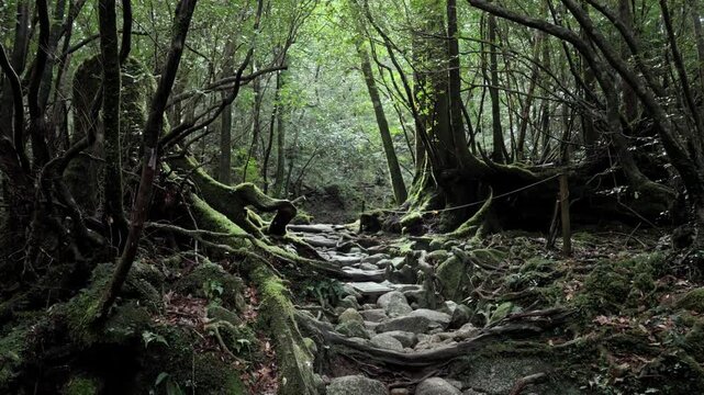 Rocky forest path surrounded by twisted roots and moss covered trees in ancient sugi forest in Yakushima Japan