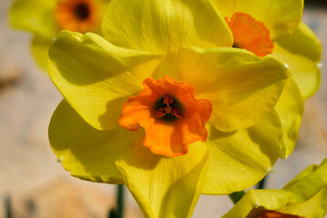 Fototapeta premium Close up of the head of a jonquil flower showing the orange trumpet and stamens 