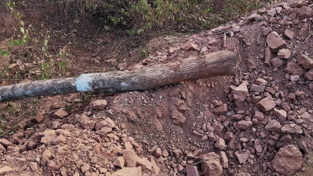 Panning shot of a freshly cut tree stump with a heart-shaped cross-section surrounded by loose soil, rocks, and part of a fallen trunk at a rural road construction site.