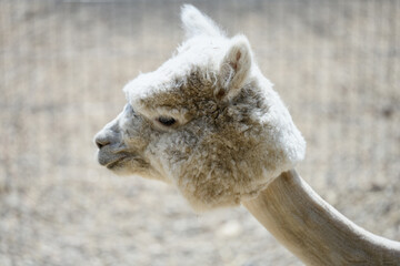 Fototapeta premium Close-up of gray alpaca's head in profile on farm, showing its textured wool and shearing. Lama pacos, Vicugna pacos. Concept alpacas raised for shearing.