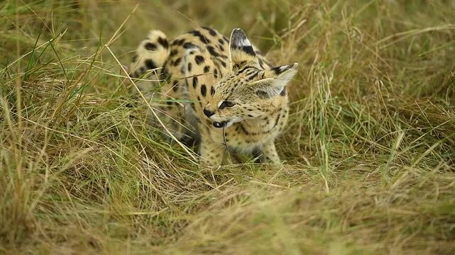Close up of serval cat eating a rodent in the African Savannah.