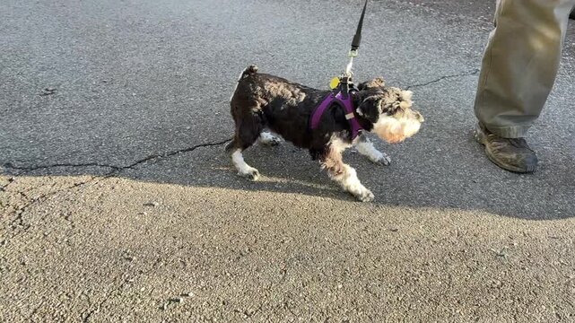 Schnauzer is stubborn will not move
