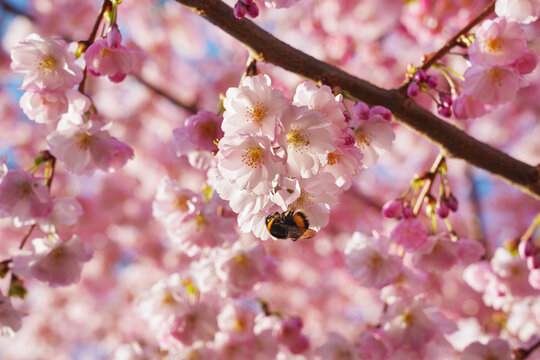 Spring banner, branches of blossoming cherry with a bumblebee on it against background of blue sky and butterflies on nature outdoors. Pink sakura flowers.