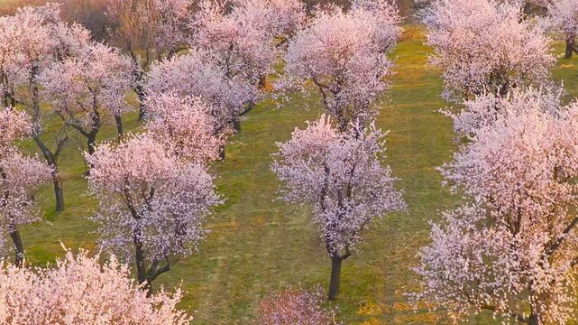 Cinematic orbital drone shot spiraling upward around a blooming almond tree in spring. Smooth corkscrew motion reveals orchard patterns, soft light and a peaceful landscape, spring nature.