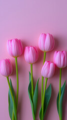 Fototapeta premium Pink tulips arranged on pastel background creating fresh spring floral banner with copy space.