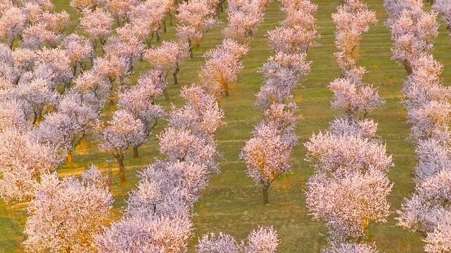 Cinematic orbital drone shot spiraling upward around a blooming almond tree in spring. Smooth corkscrew motion reveals orchard patterns, soft light and a peaceful landscape, spring nature.