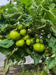 Fototapeta premium Close-up of bunch with large green tomatoes growing on a garden bed, surrounded by lush leaves and rich soil.