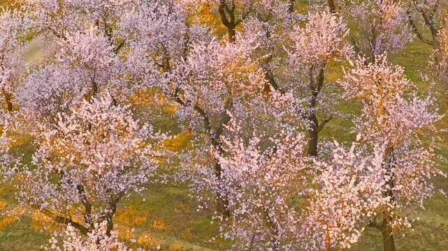 Cinematic orbital drone shot spiraling upward around a blooming almond tree in spring. Smooth corkscrew motion reveals orchard patterns, soft light and a peaceful landscape, spring nature.