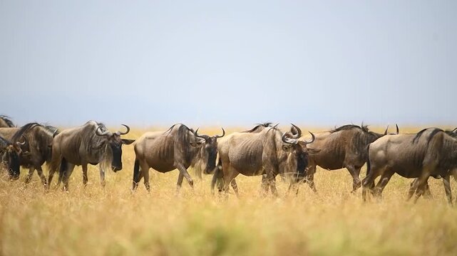 Wildebeest walking slowly during the great migration.