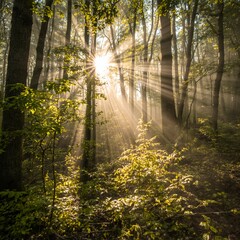 Obraz premium Sun Rays Through Forest Trees Nature Background