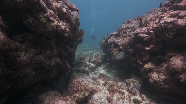 Scuba diver swimming through underwater coral canyon