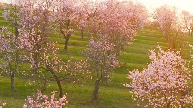 Cinematic orbital drone shot spiraling upward around a blooming almond tree in spring. Smooth corkscrew motion reveals orchard patterns, soft light and a peaceful landscape, spring nature.
