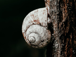 Forest snail on tree bark macro close up natural habitat detail dark moody © Dan Badiu