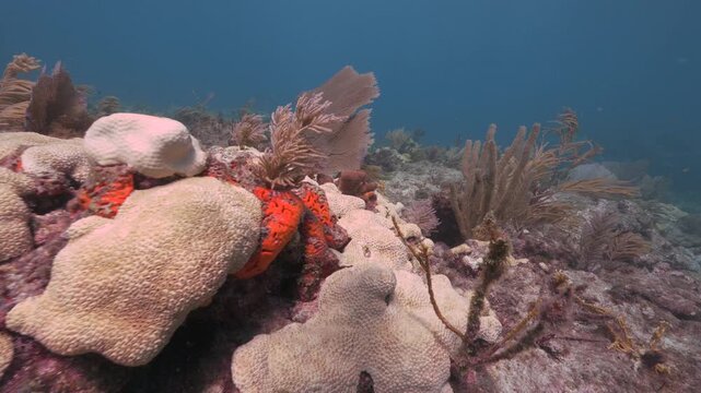 Pull back tracking shot along beautiful coral reef ecosystem