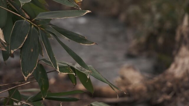 冬枯れの森と笹のの中を流れる渓流風景