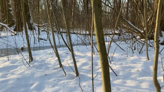 Snow covered forest and little frozen river in winter sunset view