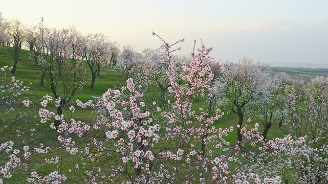 Cinematic orbital drone shot spiraling upward around a blooming almond tree in spring. Smooth corkscrew motion reveals orchard patterns, soft light and a peaceful landscape, spring nature.