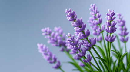 Obraz premium Lavender flowers on soft purple background representing calm, aromatherapy and natural wellness.