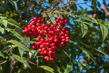 Obraz premium Rote Beeren Himmelsbambus