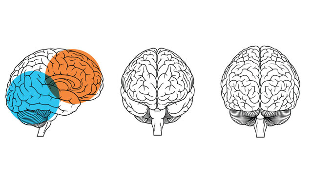 Anatomical illustration of the human brain from three different angles with colorful highlights on specific functional regions.