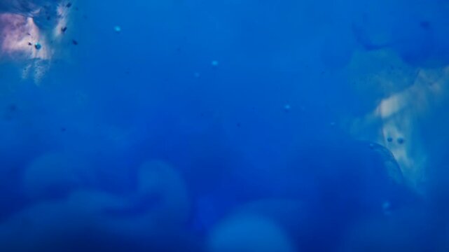 Blue paint cloud spreading in water on a white background. Premium marketing concept for overlay effects, creative branding, banner and advertising layout design, ecology, beauty, and fashion.