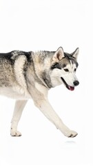 Fototapeta premium Siberian Husky walking on a white background, showcasing its majestic fur and playful demeanor.