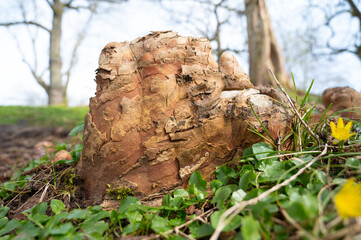 Fototapeta premium Nutria river rat, damage to woody plants by eating bark, sprouts and roots, gnawed tree trunks, coypu herbivorous, wildlife animal wetlands