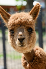 Fototapeta premium Curious look from brown alpaca on farm. Friendly alpaca with bright eyes and soft wool. Lama pacos, Vicugna pacos. Caring for animals on farm, petting zoo.