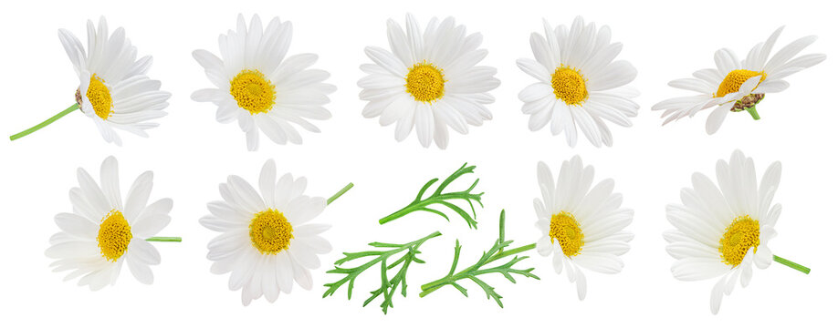 Chamomile flowers collection  isolated on white. Flying Daisy flower set. Chamomilla (Marguerite) as a Herbal medicine.