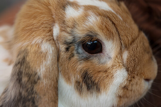 Portrait eines kleinen Zwergkaninchen, ein Widder.
