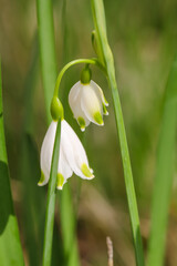 Schöne Maiglöckchen im Frühjahr. © boedefeld1969