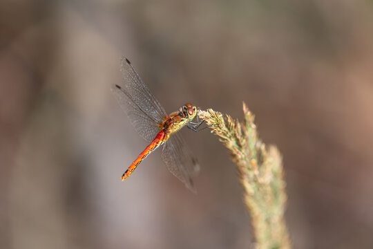 Eine rote Libelle auf einer Pflanze.