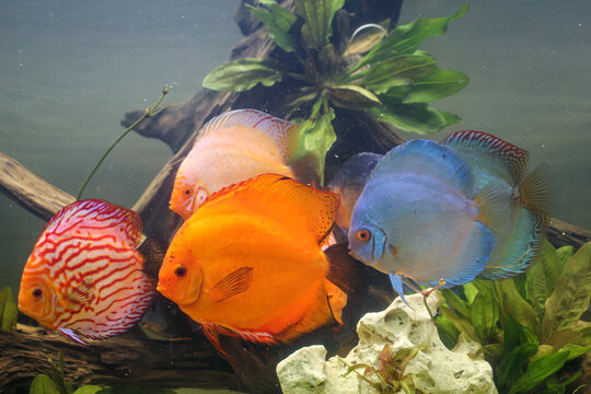 Portr&auml;t, Nahaufnahme eines Diskusfisches. Diskus im Aquarium. Amazonasbecken.
